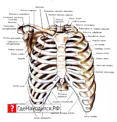 Где Грудина У Человека Фото